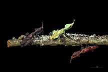Phyllocrania paradoxa modliszka liściogłowa