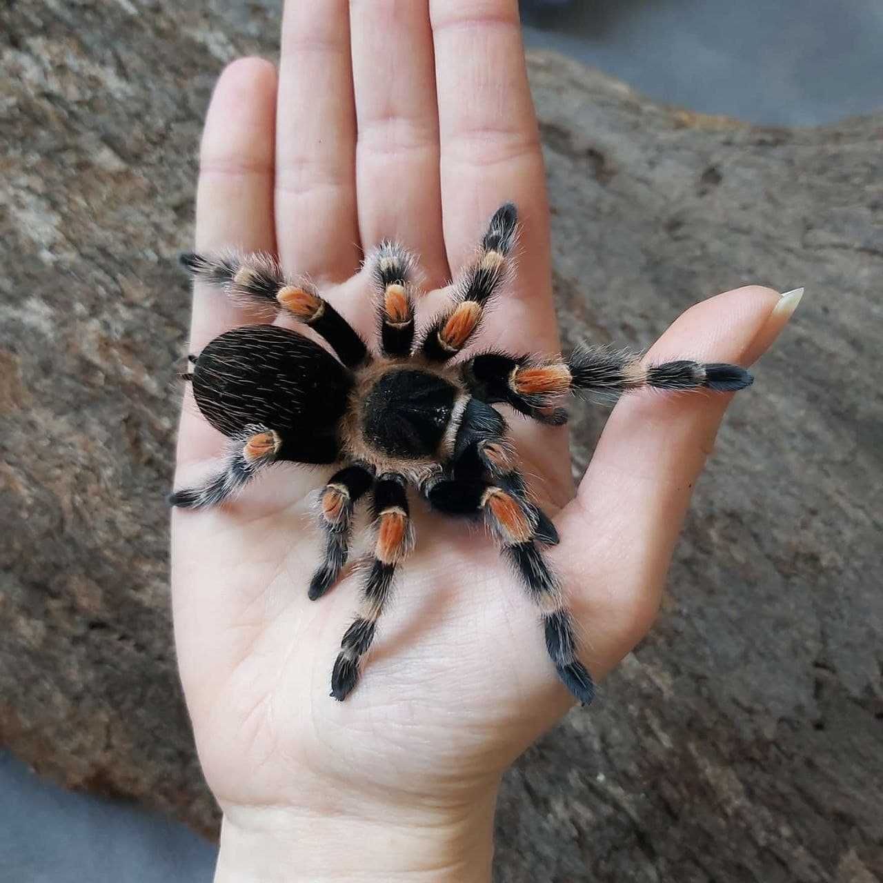 Мексиканский красноколенный паук птицеед Brachypelma Smithi самка