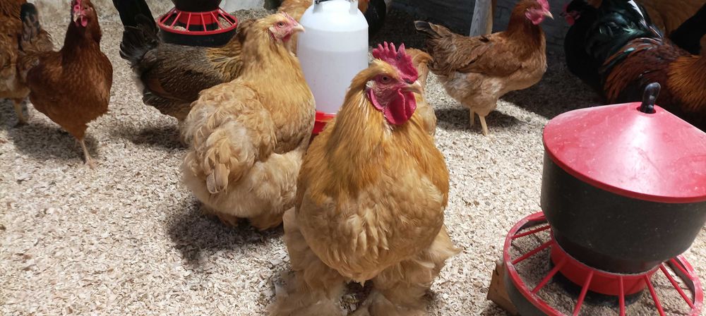 Kochin olbrzymi złoty Kogut