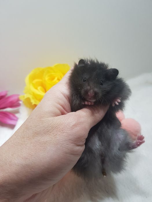 Chomik syryjski (Mesocricetus auratus) maluszki