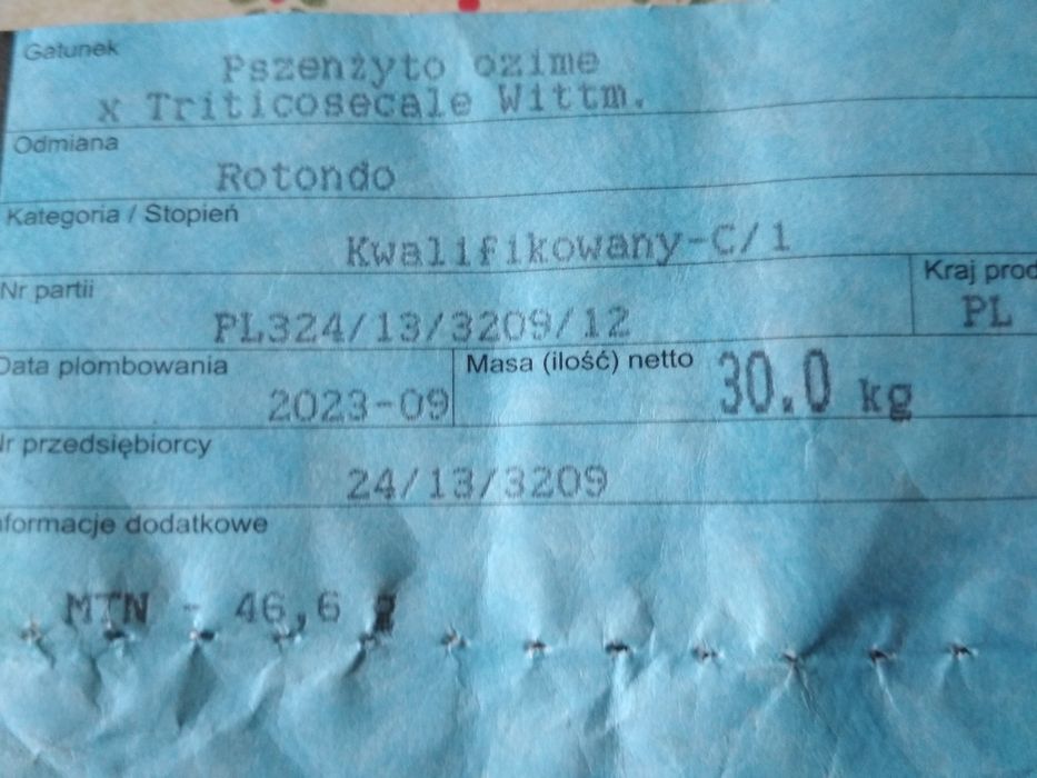 Pszenżyto ROTONDO pierwszy rok po centrali.