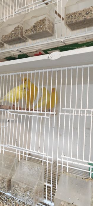 Canários várias raças