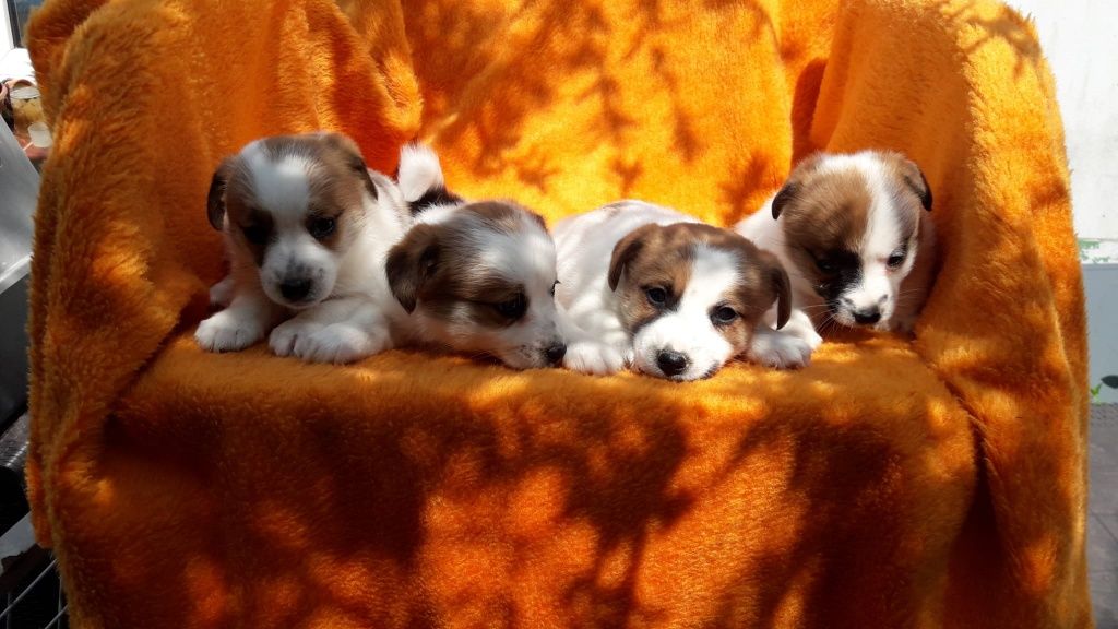 Jack Russell terrier ostatnia suczka