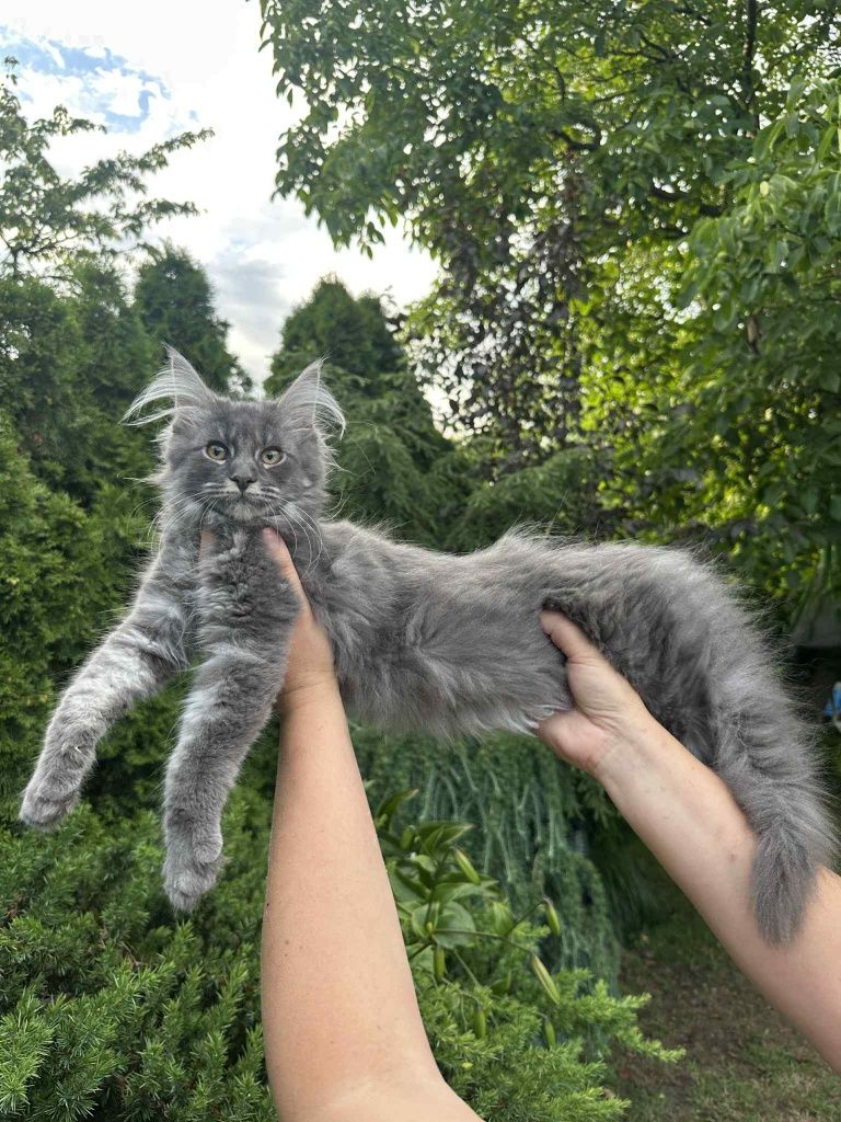 Umbrella niebieski klasyk Maine Coon. Zapraszamy