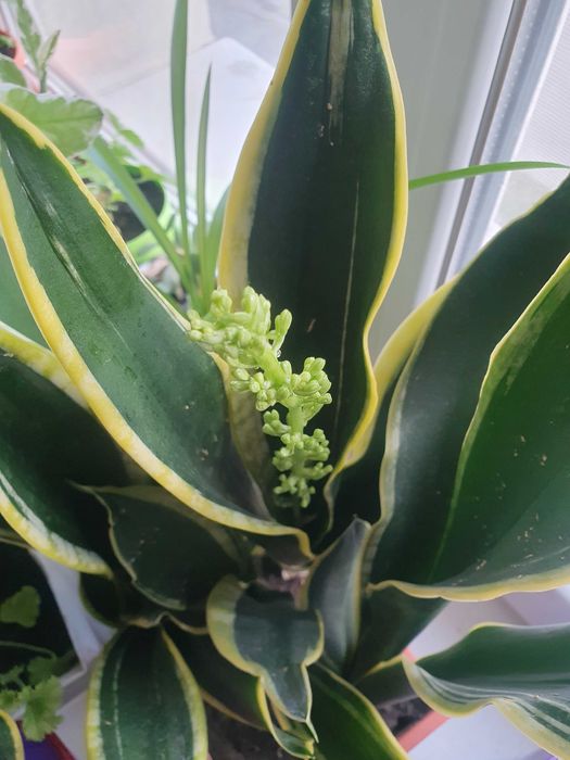 Квітуча сансевієрія з жовтим обідком. Кімнатні рослини