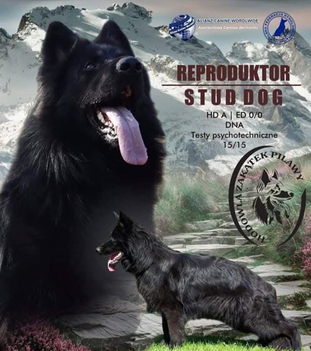 Owczarek Niemiecki długowłosy czarny