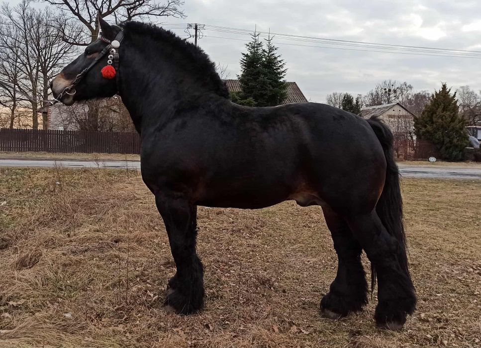 Klacz zimnokrwista Kalina