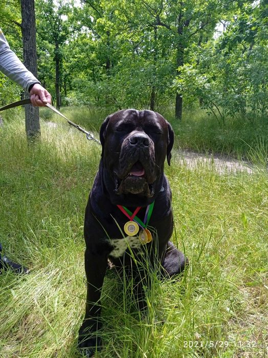 Вязка кане-корсо