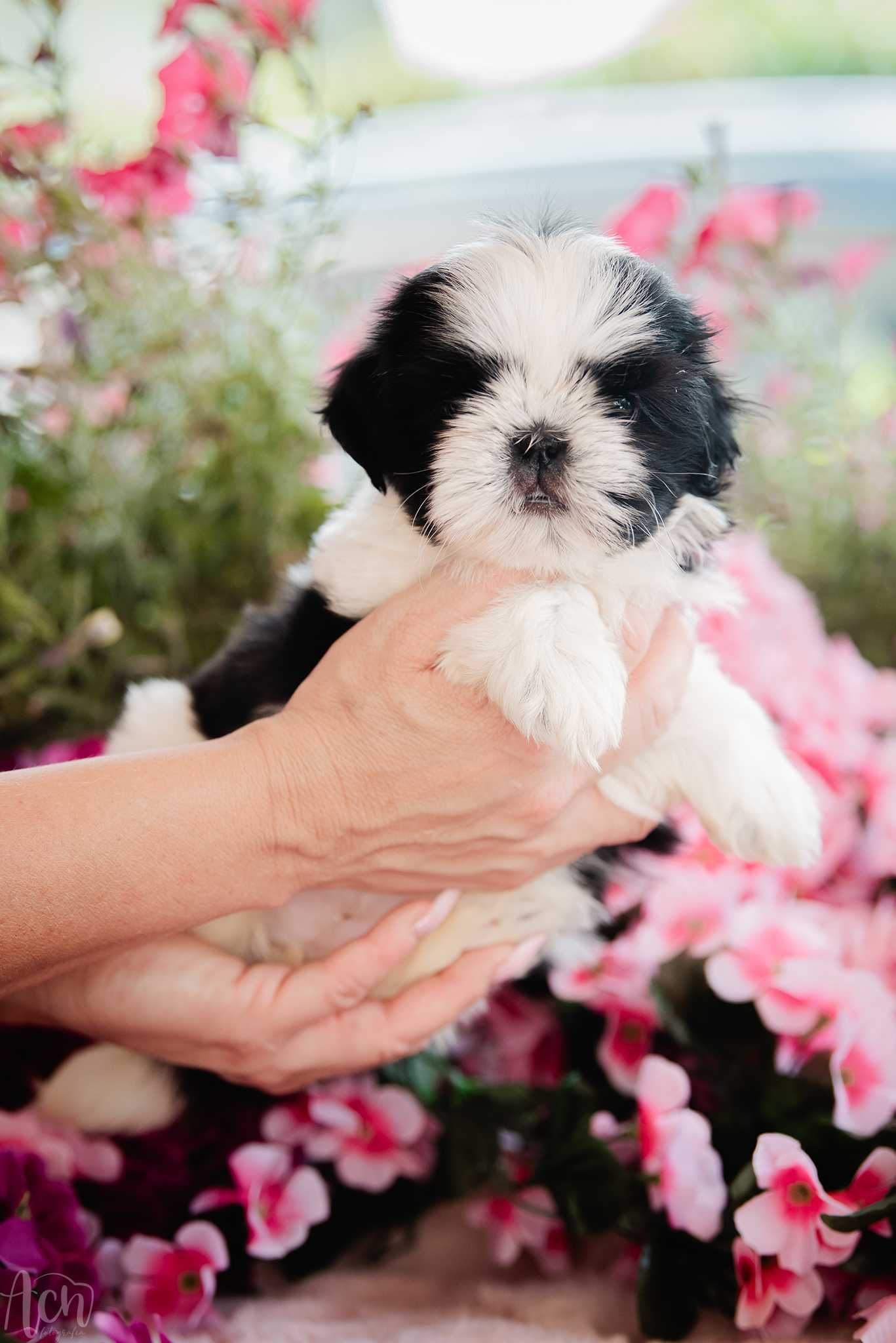 suczka shih tzu FCI ZKwP z ubezpieczeniem
