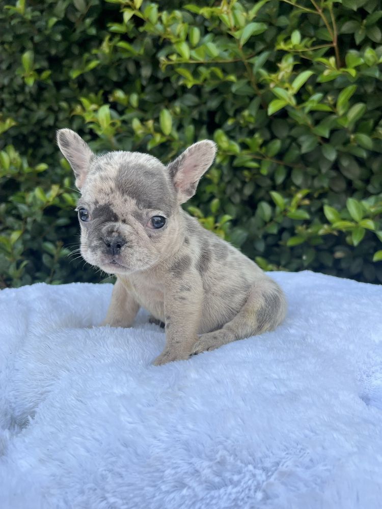 Bulldog frances femea blue merle