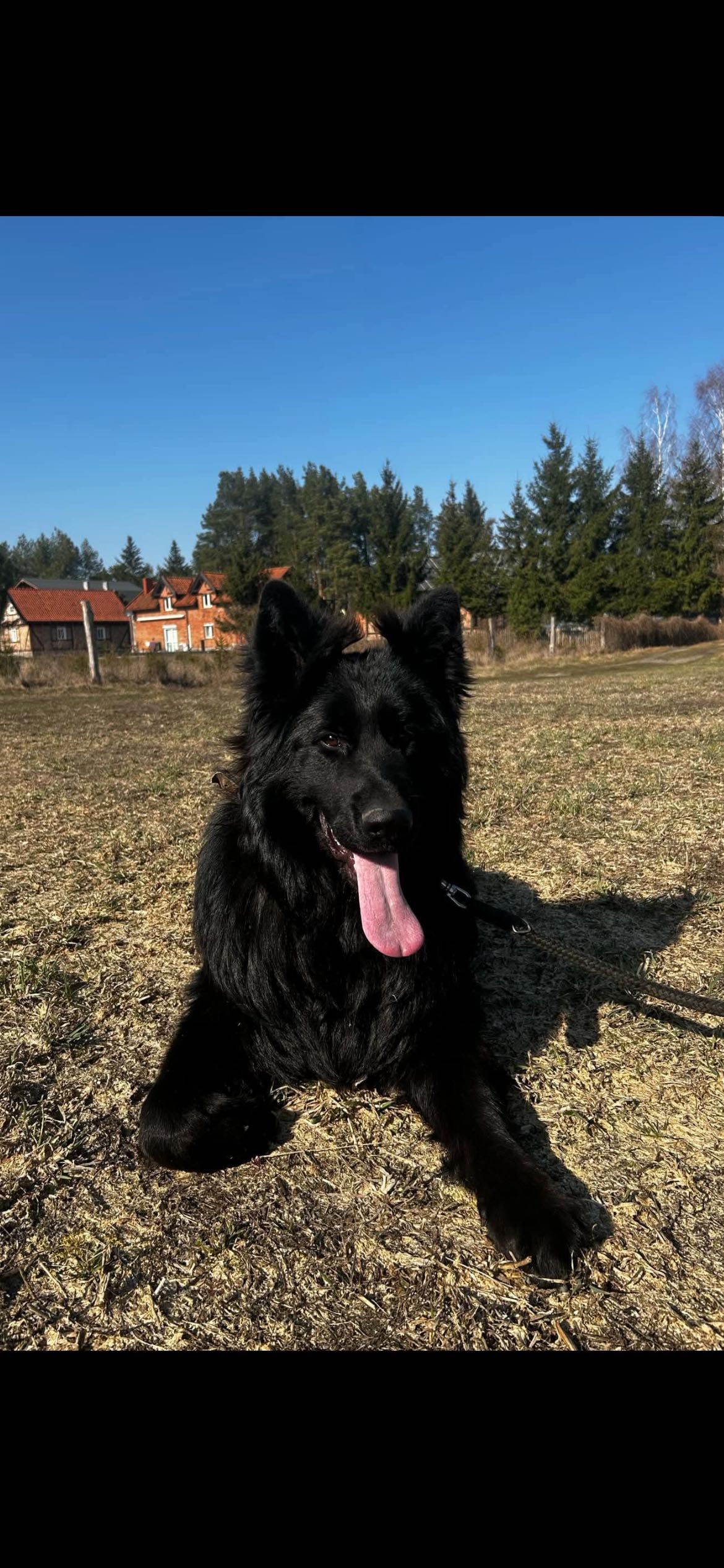 Szczeniak Owczarek  Niemiecki