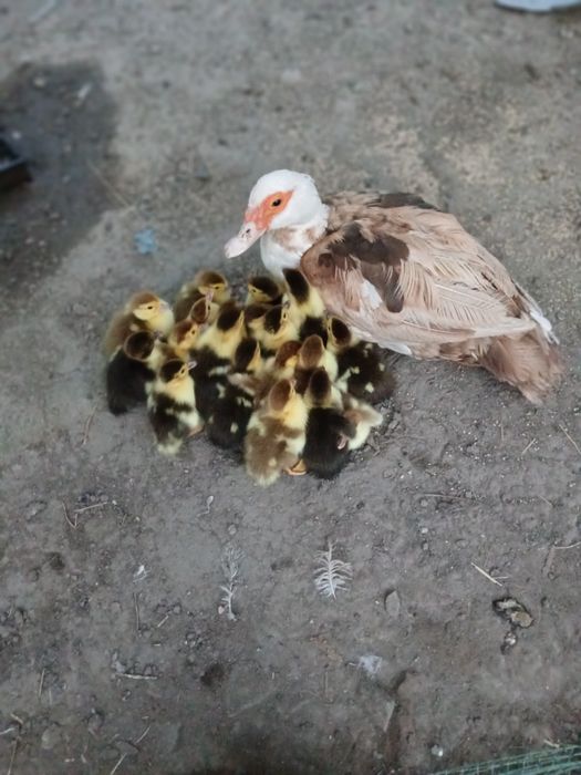 Мускусні каченята