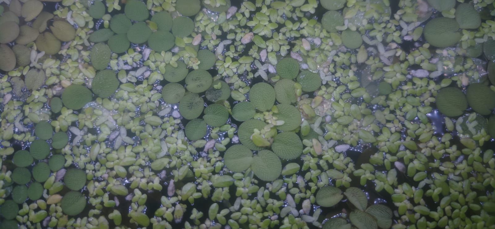 Limnobium rozłogowe rośliny pływające akwarium krewetkarium duża porcj