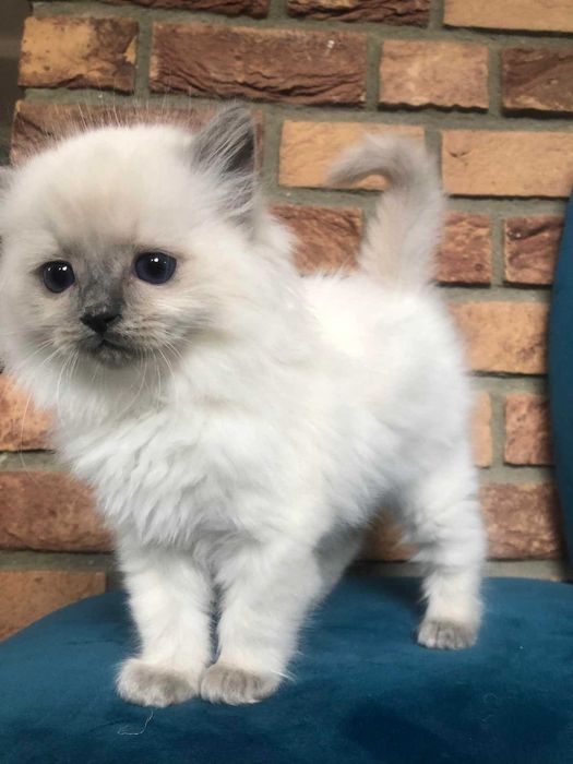 przecudne rasowe kocięta Ragdoll lilac blue szylkret Wrocław Siechnice