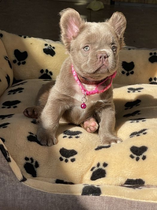 Флаффи Изабелла и нью шейд Изабелла французы шоу класс