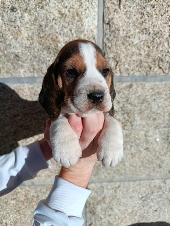 Beagle fêmea tricolor disponível para entrega imediata