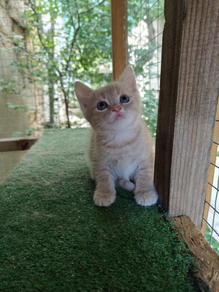 Котенок в добрые руки