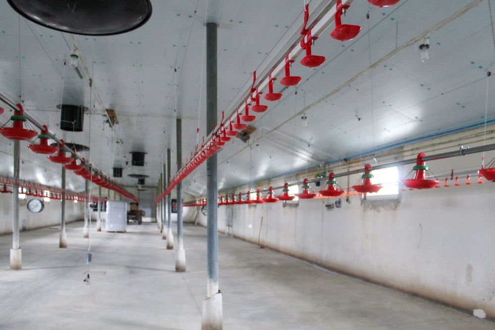 Podbitka Do Chlewni Obory Kurnika Tuczarni Hali STYRODUR XPS AGRO