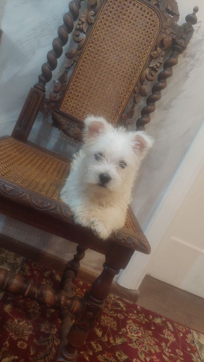 West Highland White Terrier  suczka  gotowa do odbioru