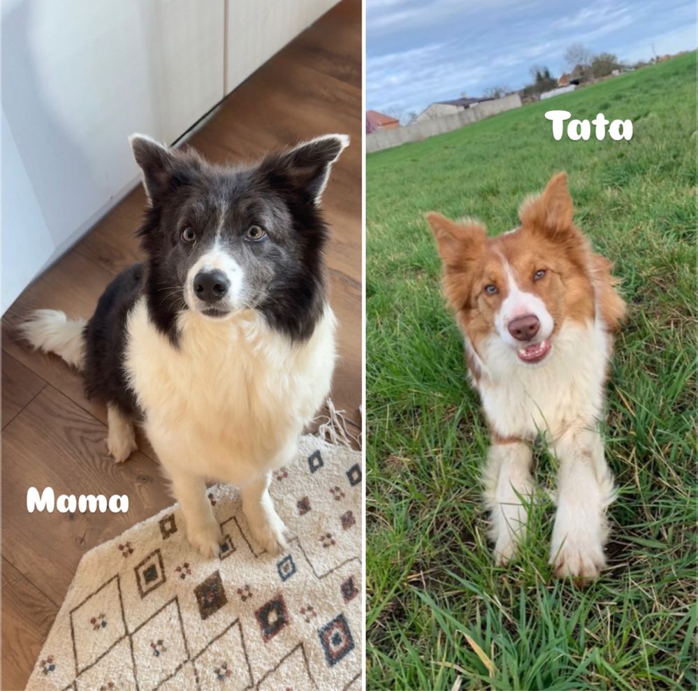 Szczeniak Border Collie
