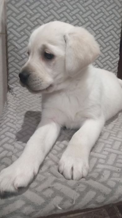 Цкценята лабрадора