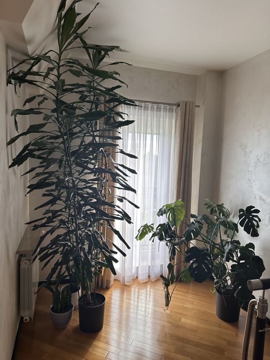 Kwiaty doniczkowe domowe