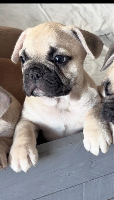 Macho Buldogue Francês Premium! Beleza, saúde e carácter perfeitos!