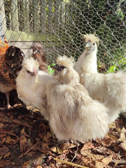 Kura jedwabista Silka