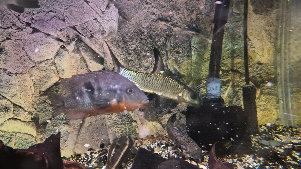 Ryby akwariowe duże!komplet za 100 cukierków!