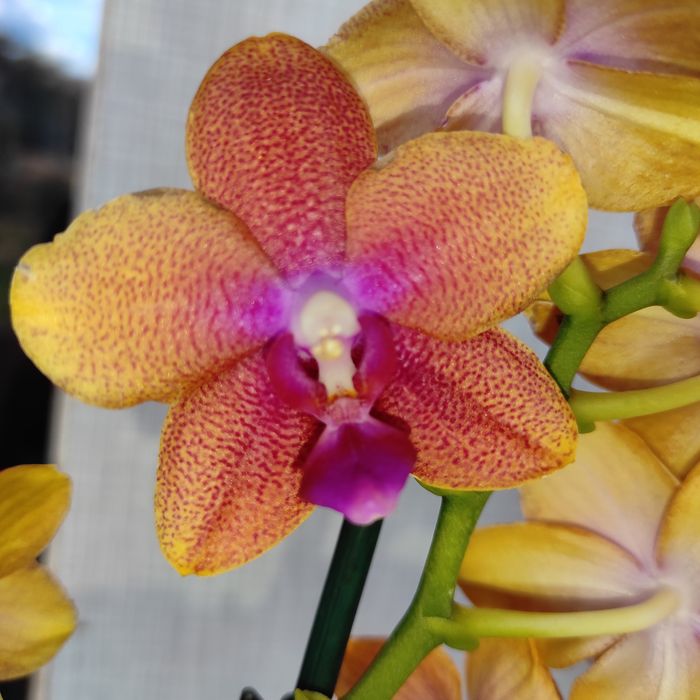 Ароматна орхідея Бронзовий Будда