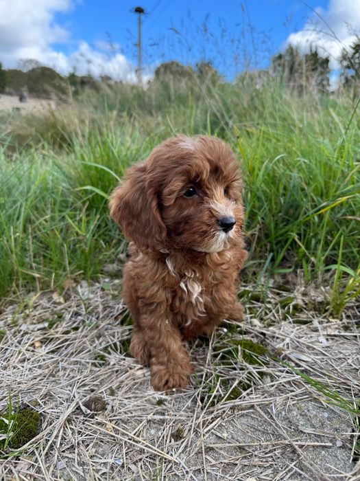 cavapoo szczeniak