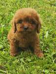 Cavapoo wyjątkowe szczeniaczki
