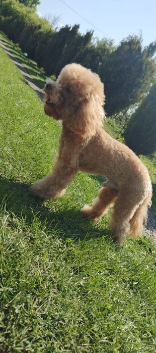 В'язка той пудель