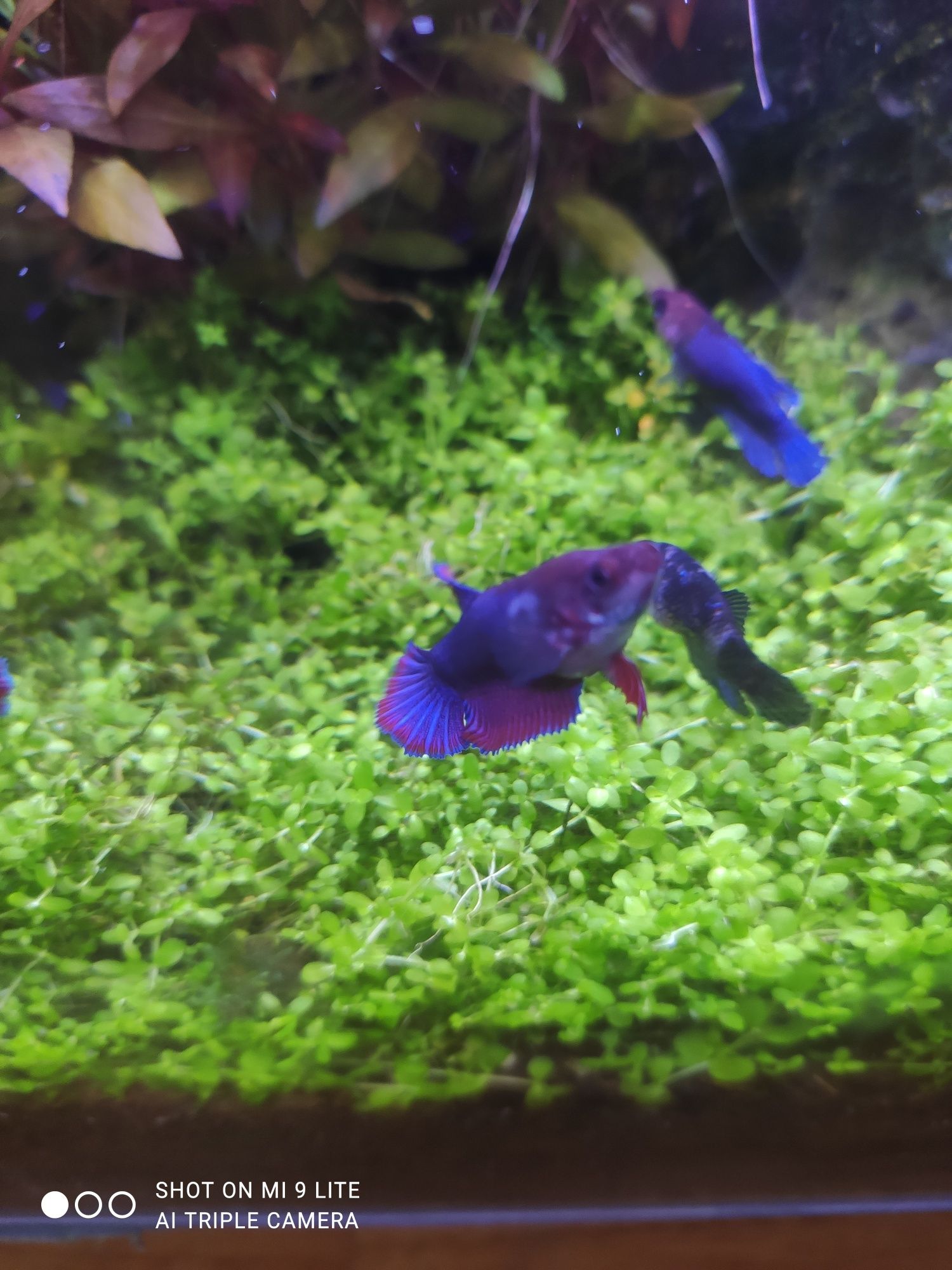 Peixe Betta Fêmea
