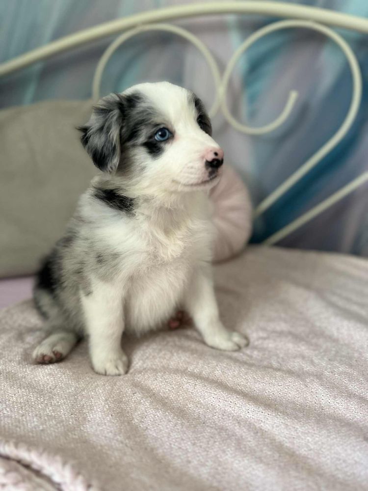 Suczka rasy Border Collie