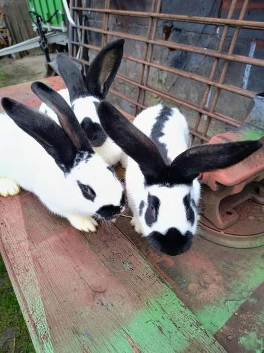 Królik król samica srokacz niemiecki