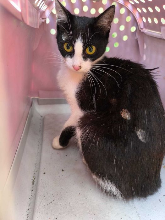 Kto pokocha te śliczne koteczki?..