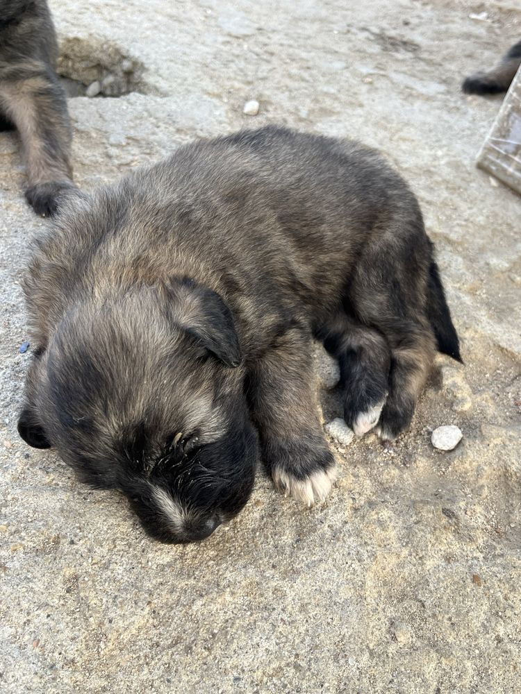 Cães para adoção
