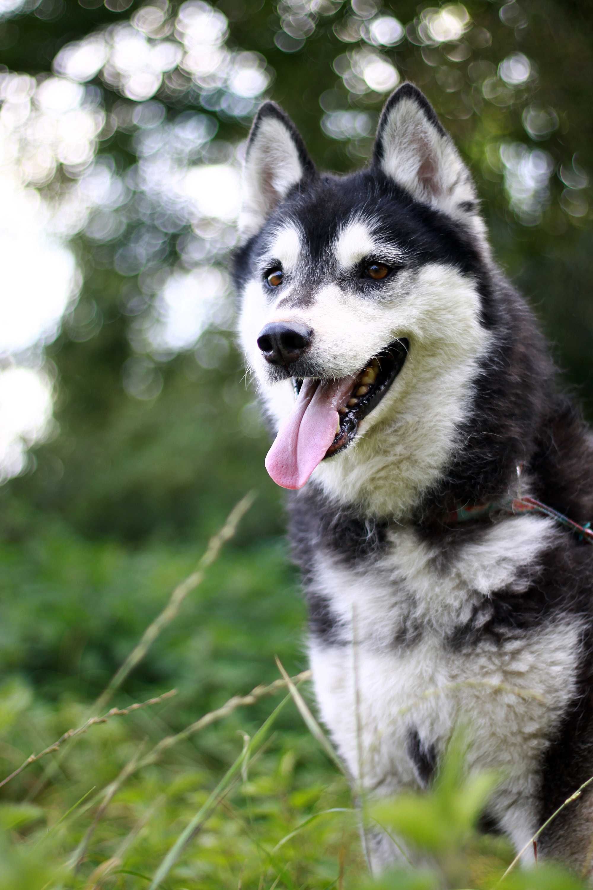 Kochana, przyjazna czarnulka, suczka husky szuka domu