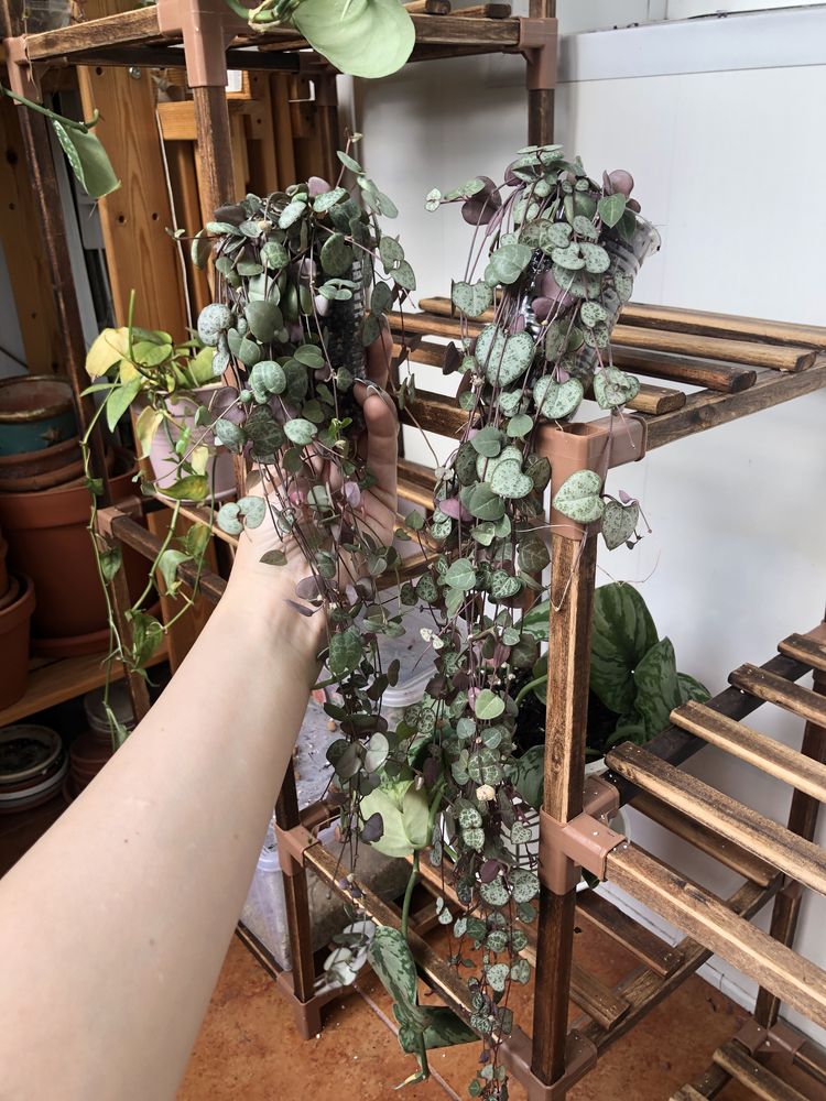 Церопегія Вуда Ceropegia woodii