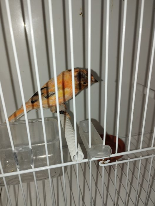 Kanarek czerwony szek 2025 Wysyłka Bla Car, dowóz