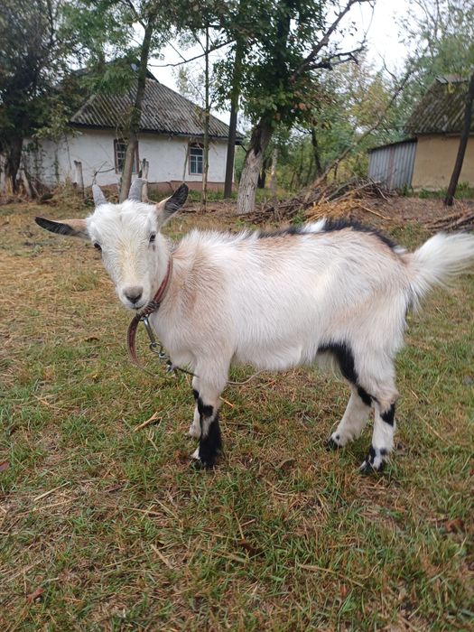 Коза, кiзонька, кози