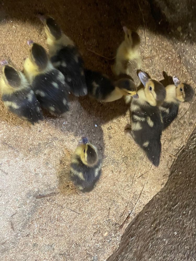 Vendo Patos, Gansos