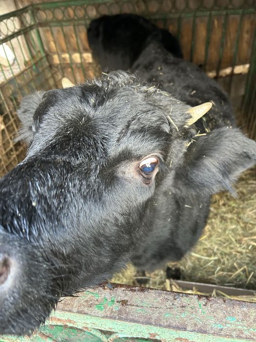 Продам телят 8 голштин+джерсі