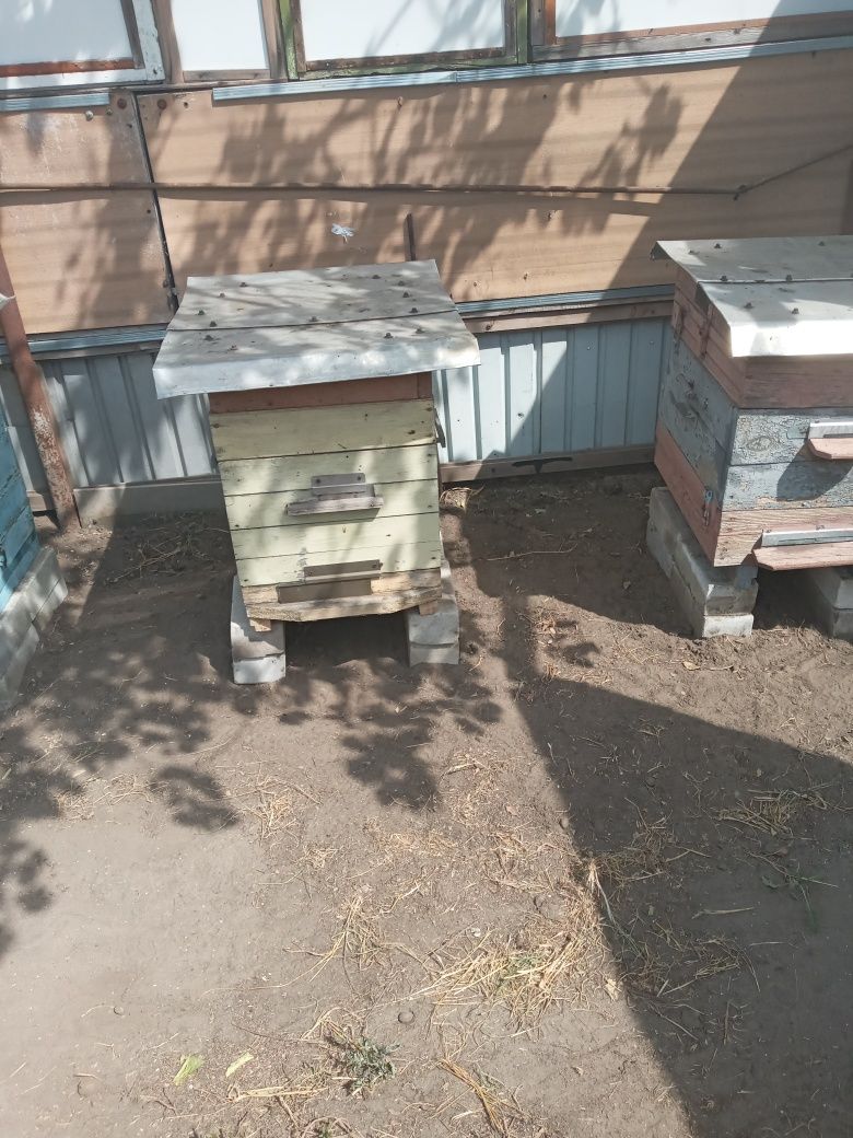 Продам пчелиные рамки