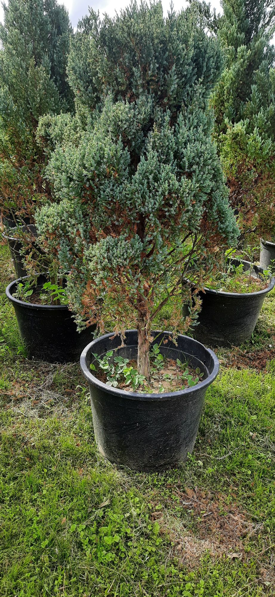 Jałowiec Chiński Spartan , Juniperus Chinensis 150cm -200cm Olszana