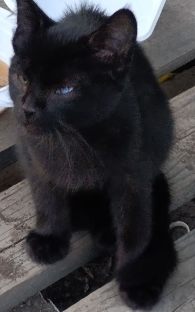Милейшие котята ищут дом
