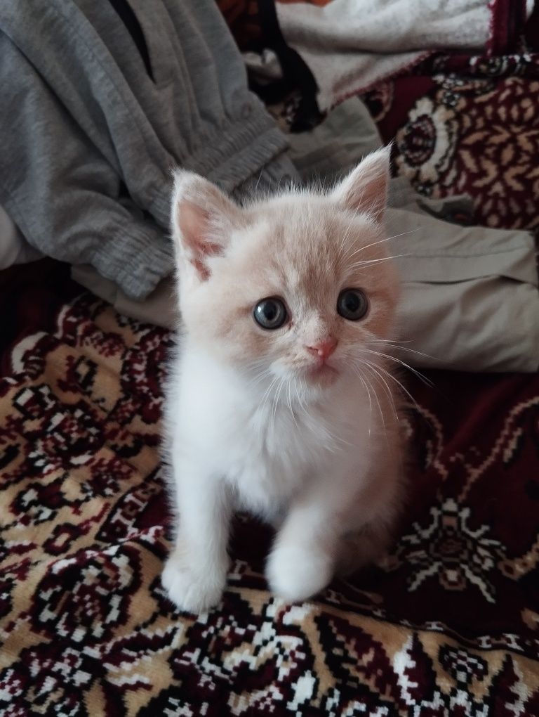 Непосидючий малючок