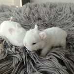 Króliczki  Teddy  Rex Hermieliny niebieskookie Mini Lop