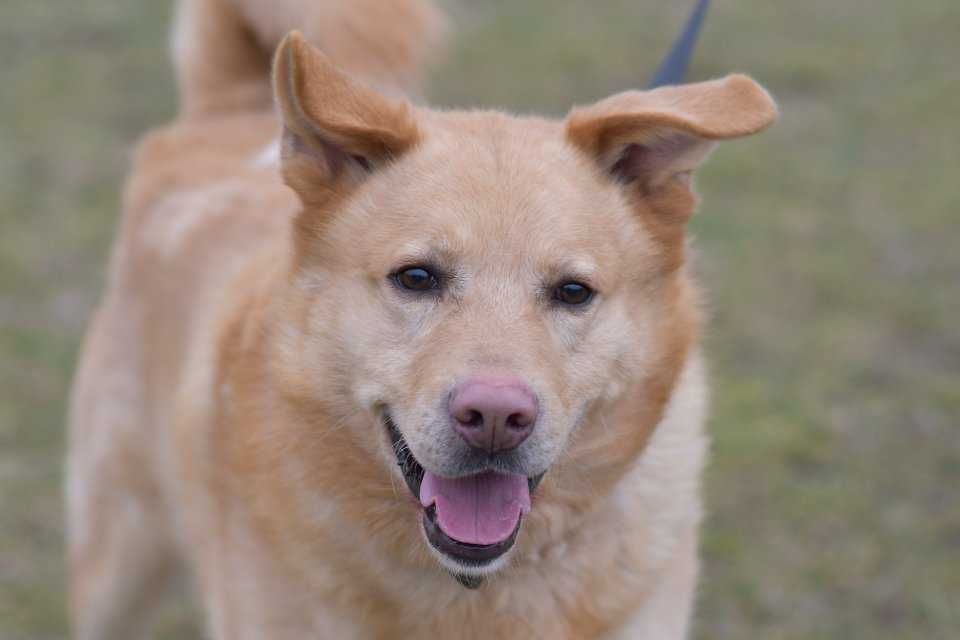 Bubuś, duży przytulas do adopcji!